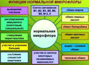 функции микрофлоры кишечника